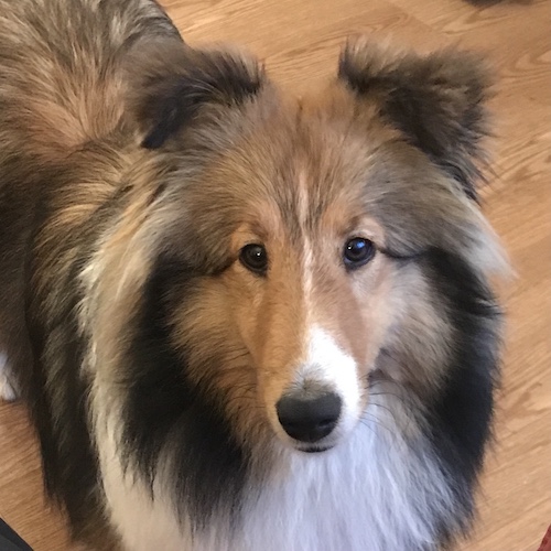 Yankee Shelties - Breeding Quality Shetland Sheepdogs