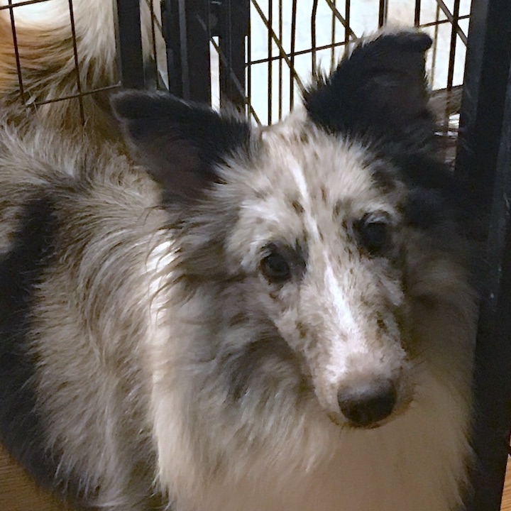 Yankee Shelties - Breeding Quality Shetland Sheepdogs