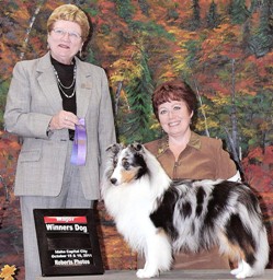 Yankee Shelties - Breeding Quality Shetland Sheepdogs