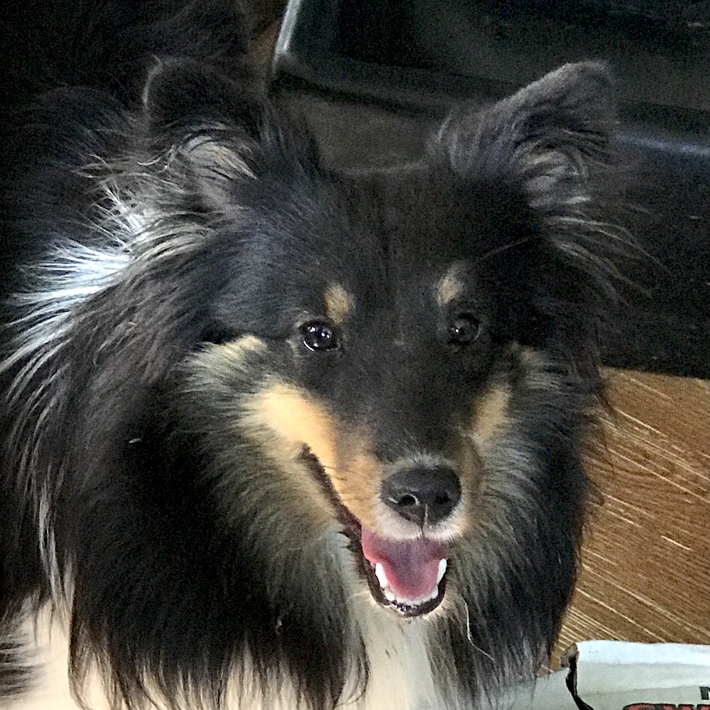 Yankee Shelties - Breeding Quality Shetland Sheepdogs