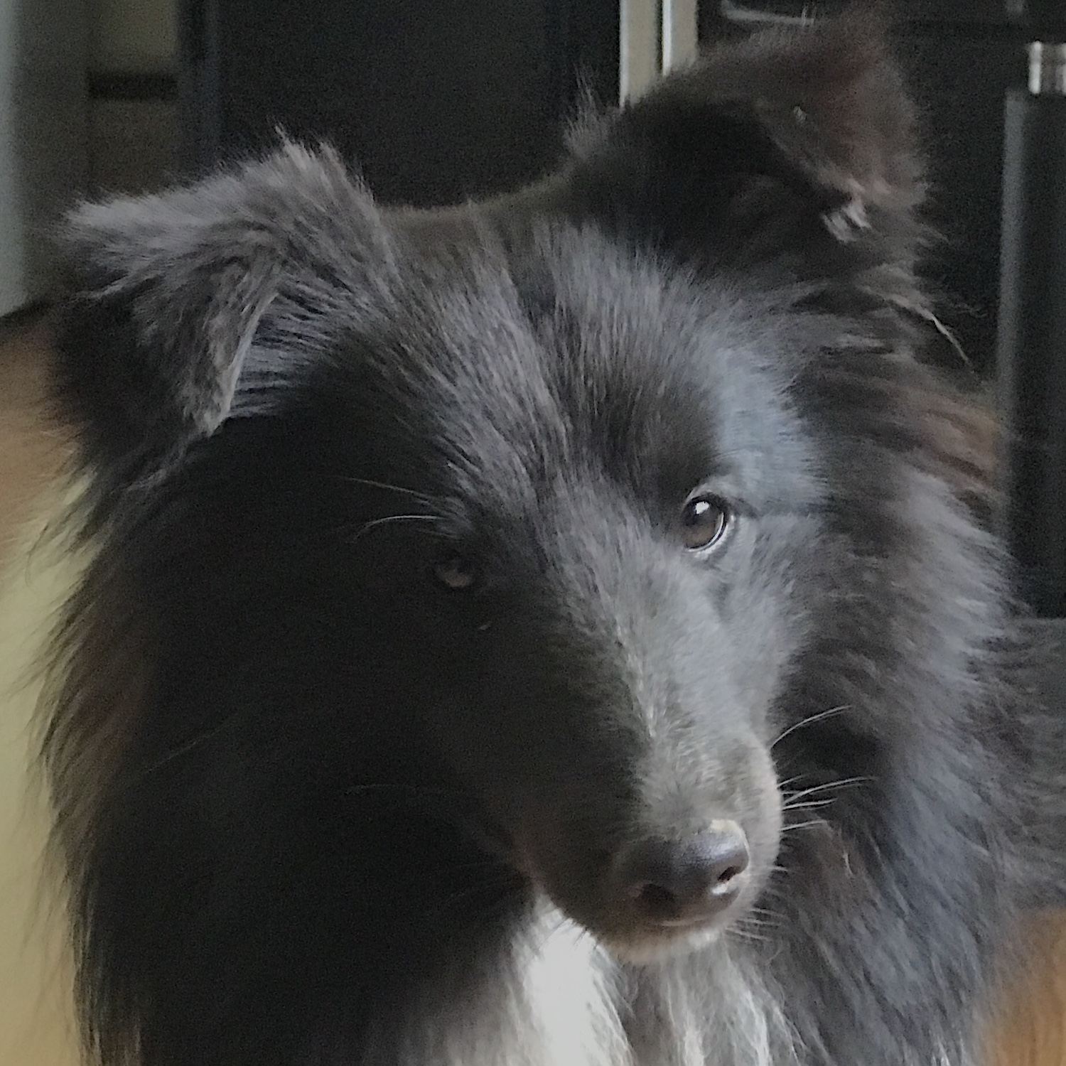 Yankee Shelties - Breeding Quality Shetland Sheepdogs