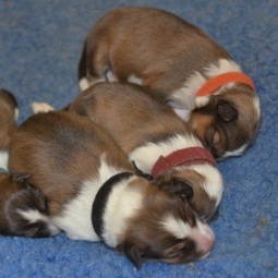 Newborn best sale sheltie puppies