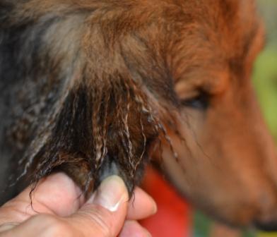 Dog Grooming Instructions For Trimming Feet Hocks And Sheltie Ears