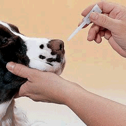 Is Bordetella Vaccine Worth Giving To Your Sheltie?