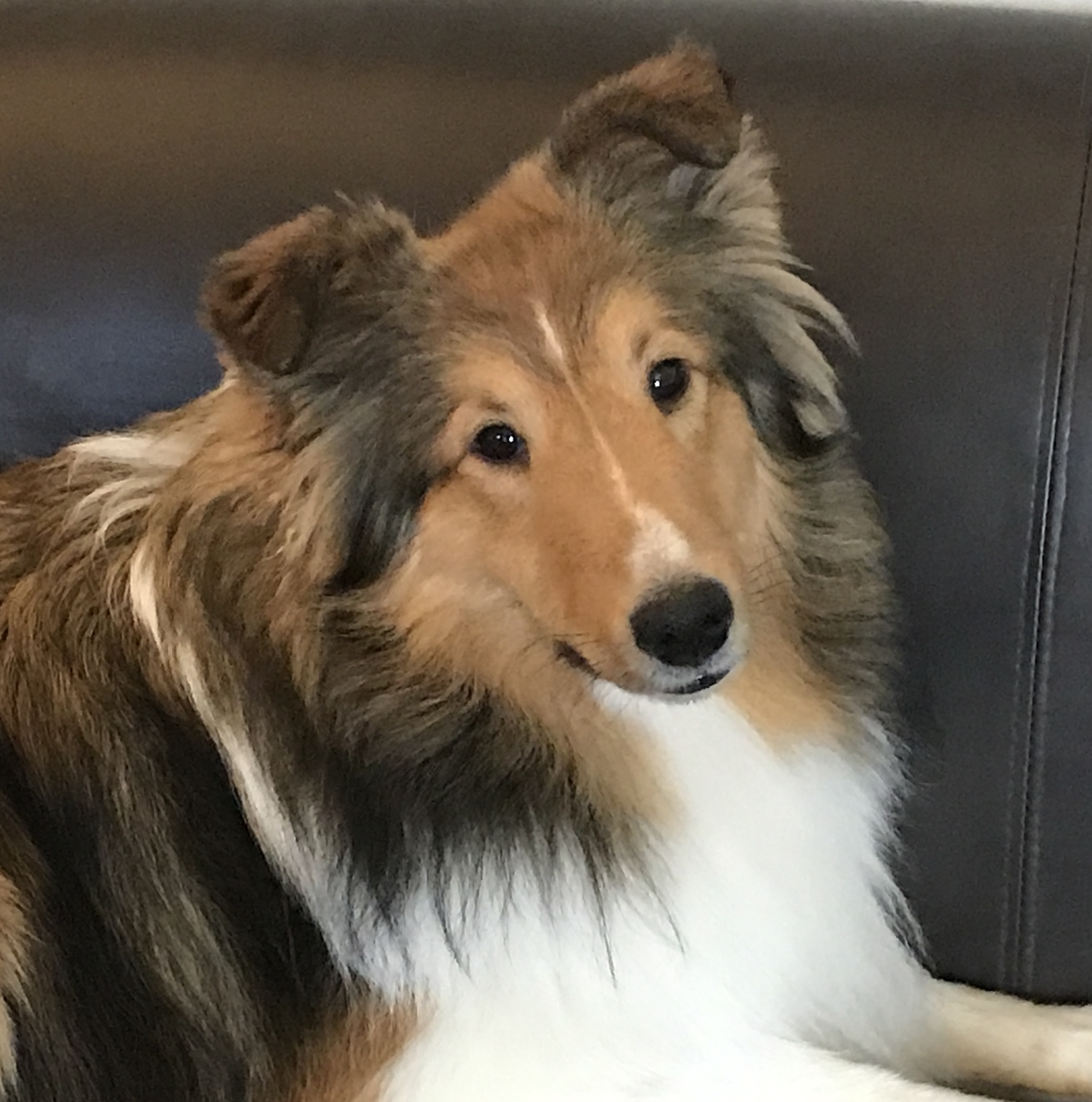 Yankee Shelties - Breeding Quality Shetland Sheepdogs